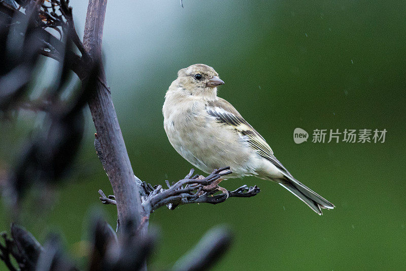 查芬奇 - 弗林吉拉小肠杆菌